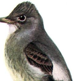 Clellie Lynch: The bird with a short call and a long, winding history to its species name - Vimarsana News