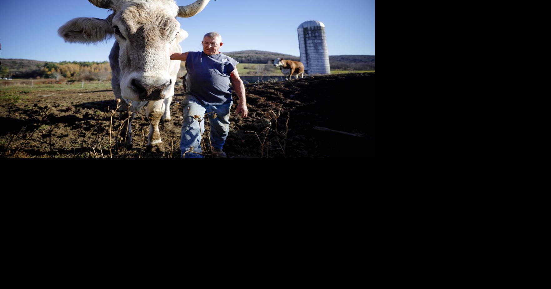 'He Was Our Baby': Tommy the ox, Cheshire's gentle giant and TikTok star, has died at 15