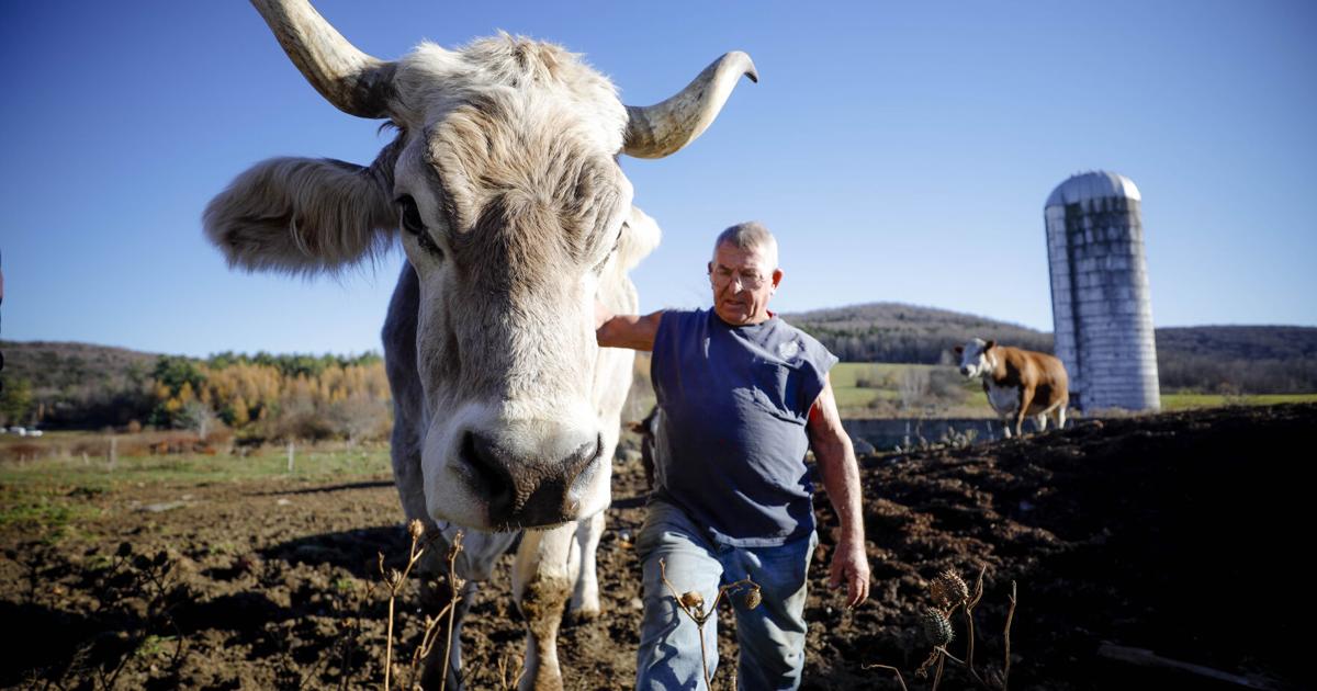 'He Was Our Baby': Tommy the ox, Cheshire's gentle giant and TikTok star, has died at 15