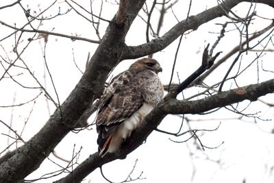 Red tailed hawk (copy)