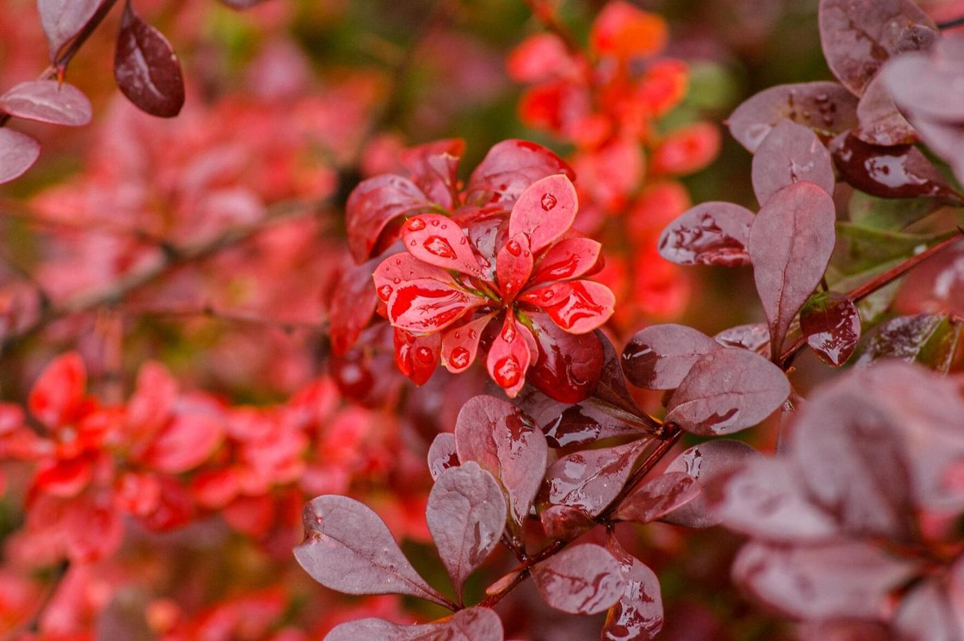 Japanese barberry was once used predominantly in landscape ...