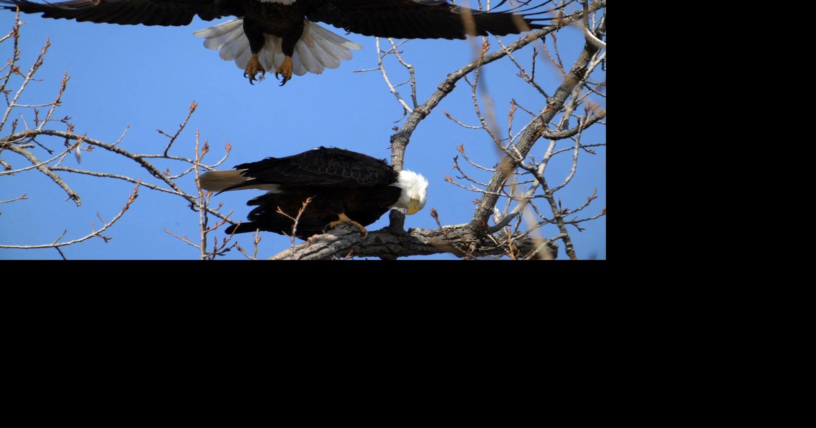 Should we enforce environmental laws or dilute them?