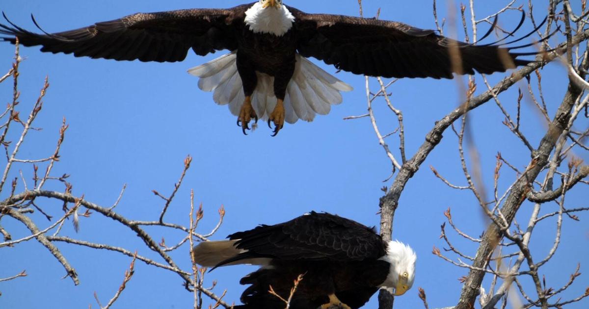 Should we enforce environmental laws or dilute them?