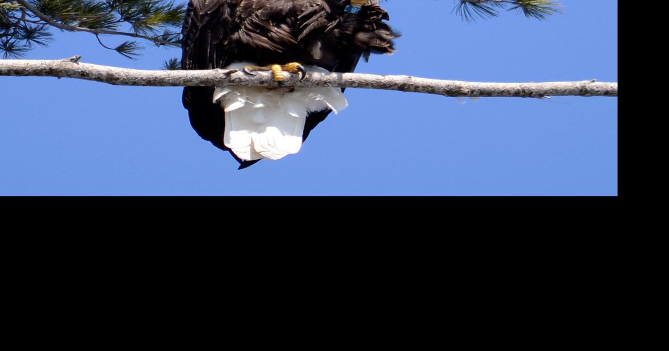 State's bald eagle population continues to thrive Archives