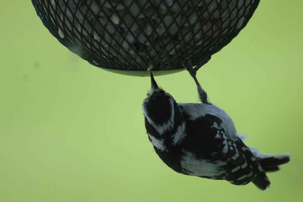 Downy woodpecker at bird feeder