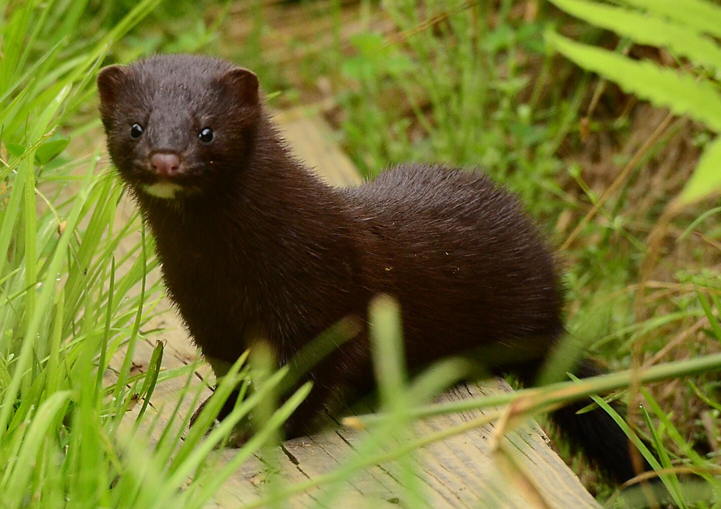 Lost or exploring? A mink unexpectedly pops up in a meadow | Arts