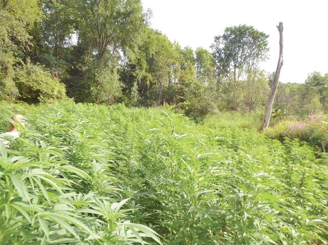 Nearly 500 marijuana plants found - and burned - in West Stockbridge