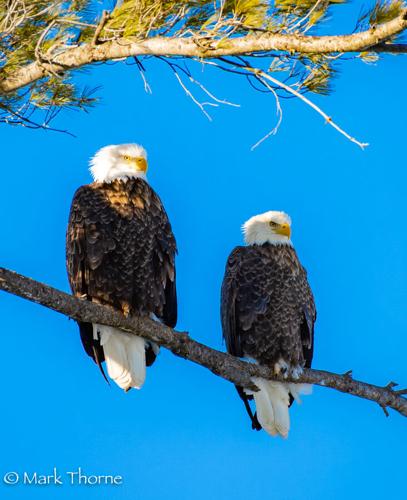 Gene Chague | Berkshire Woods and Waters: Massachusetts DFG ...