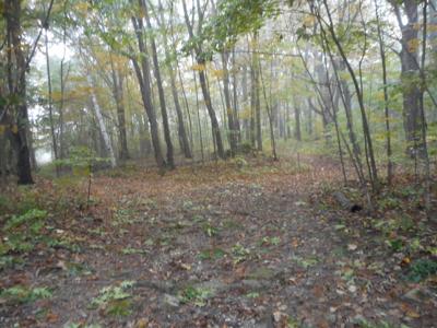 trails diverge at springside park (copy)