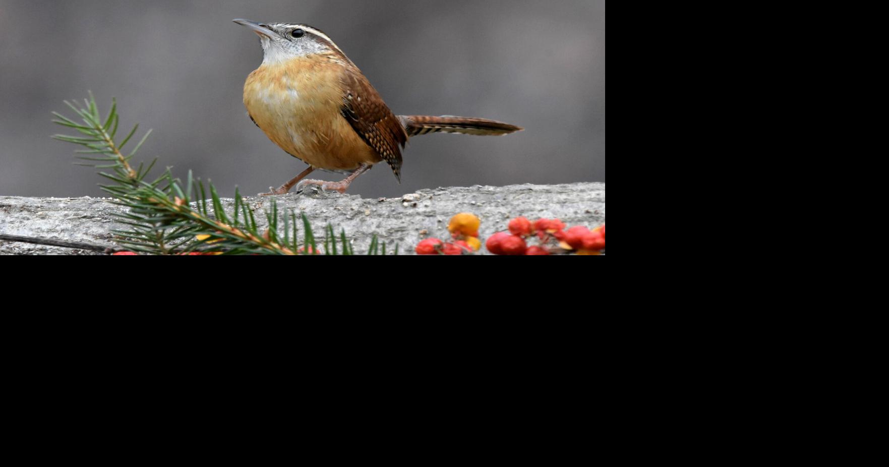 Carolina wrens do not migrate. They stick around during the winter, no