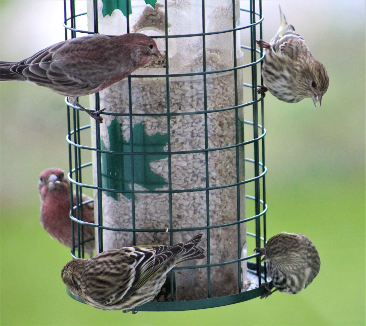 Big Finch Bird Feeder Durable Affordable Attracts Variety Small Wild Song Birds 