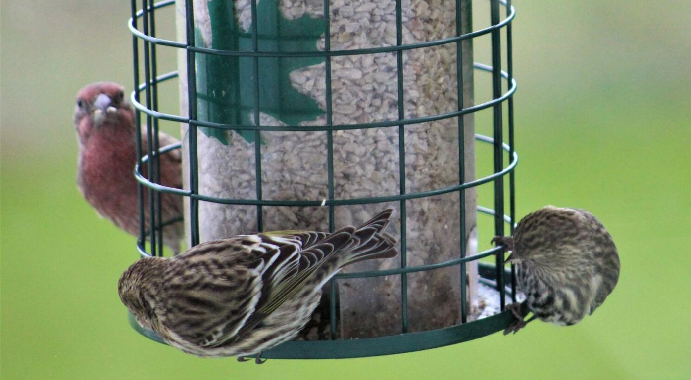 House finches and pine siskins at a bird feeder