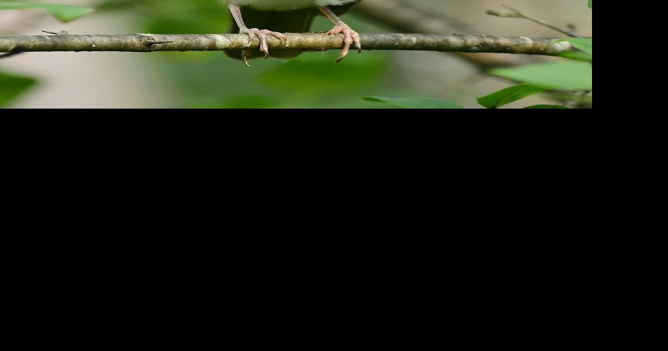 Veery fledgling