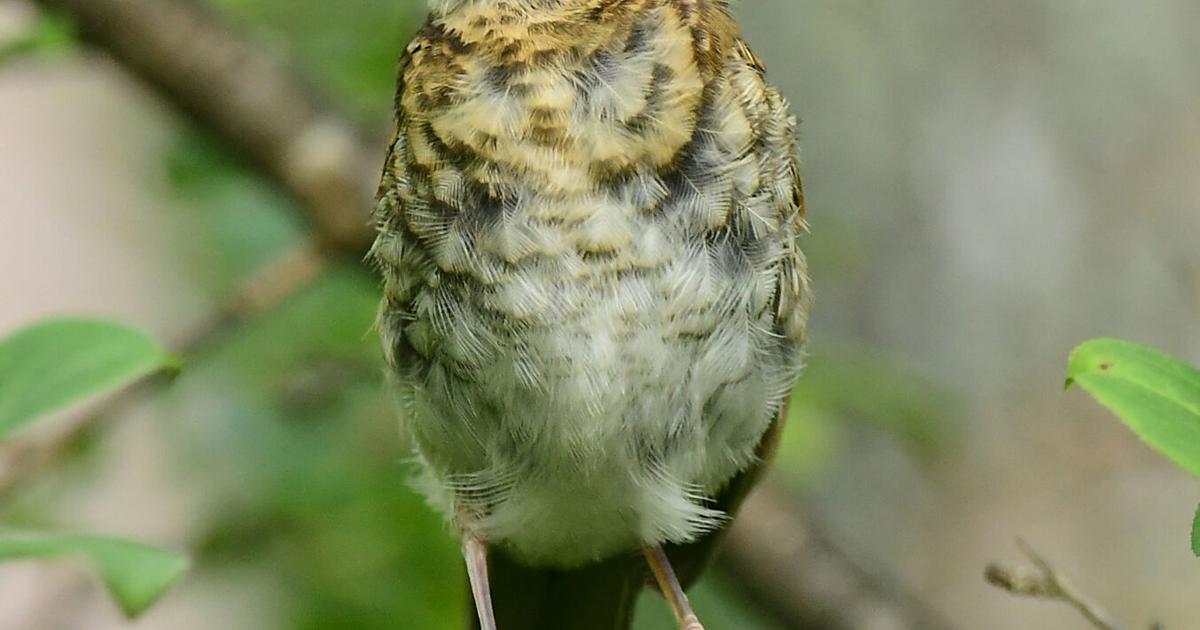 Veery fledgling