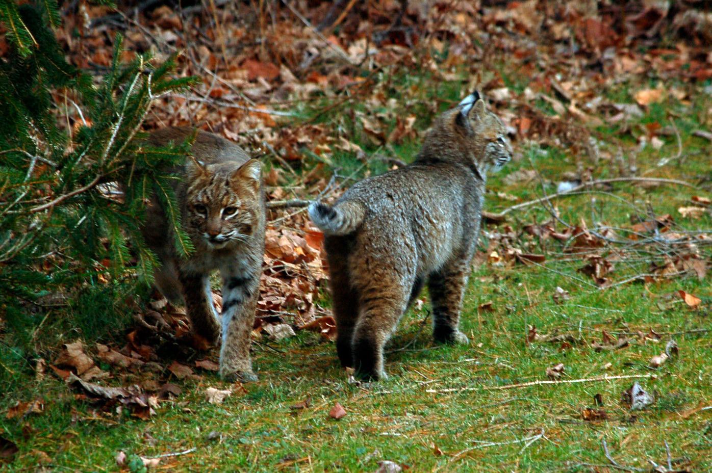 Photographer captures images of 3 bobcats in his backyard Local News