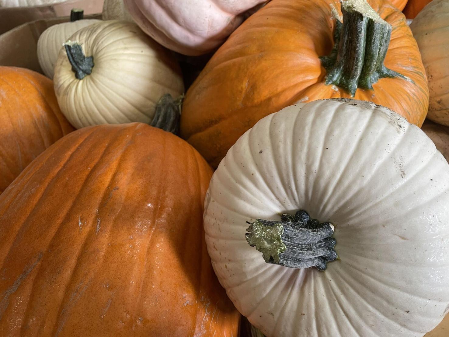 Good gourd, Charlie Brown Columnists