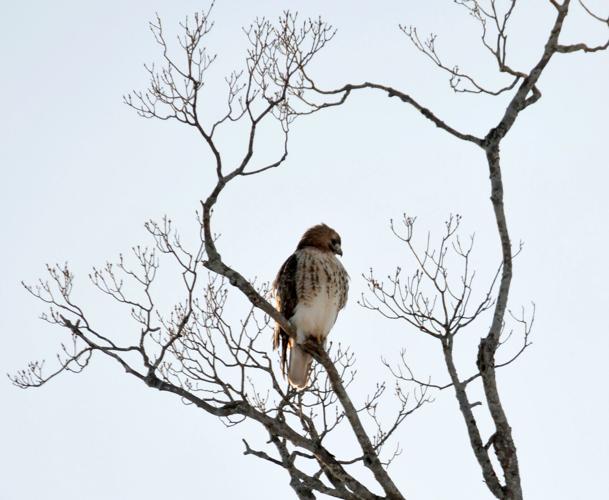 A red tailed hawk perches from a tree