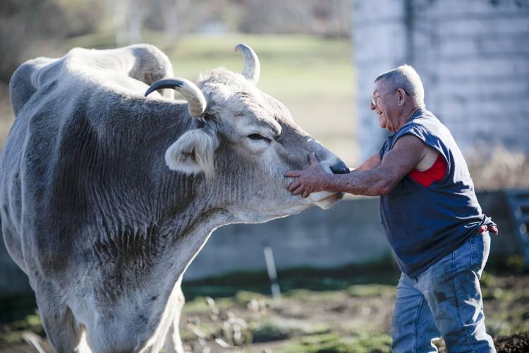 fred balawender scratches giant ox tommy’s face