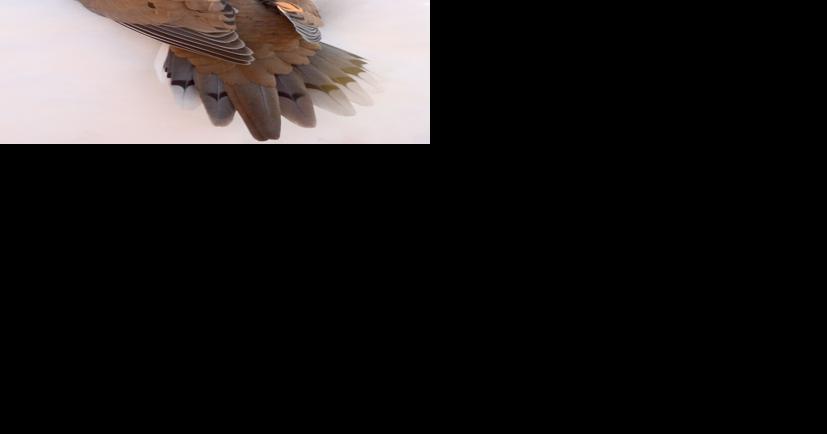 Where have all the birds gone? A lack of snow is keeping them from needing your feeders - Vimarsana News