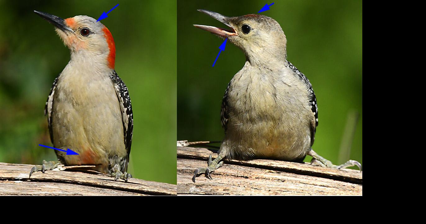 A composite of an adult and fledgling red-bellied woodpeckers