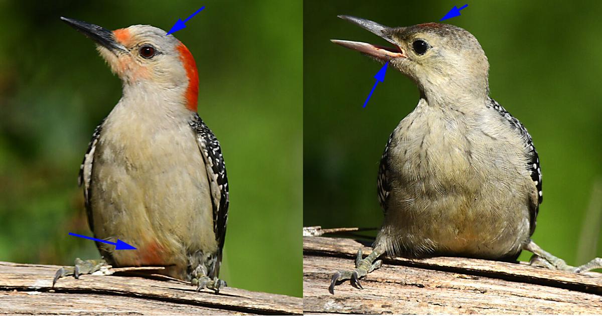 Why your backyard is suddenly full of baby birds this summer