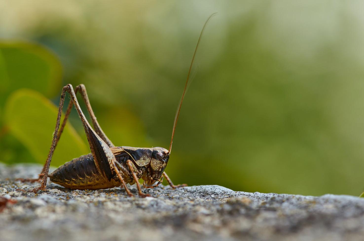 As Pets Go Crickets Are Not petable But Neither Are Goldfish Home 