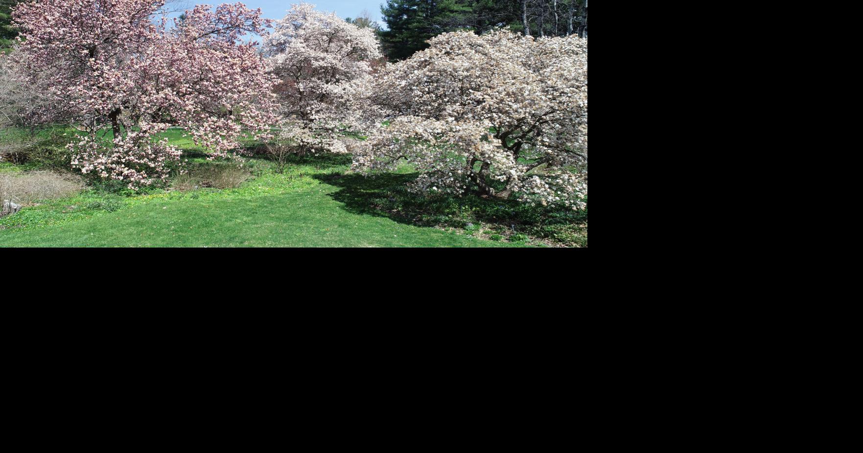 How Berkshire Botanical Garden's flora know when to blossom ...