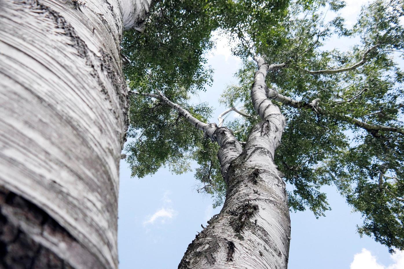 Lauren R. Stevens: Trees are our friends. So let's plant them ...