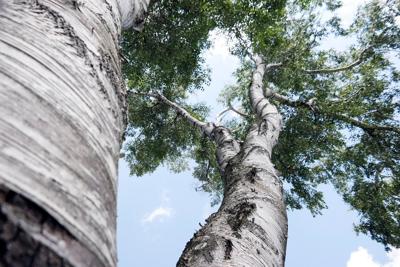 Lauren R. Stevens: Trees are our friends. So let's plant them ...