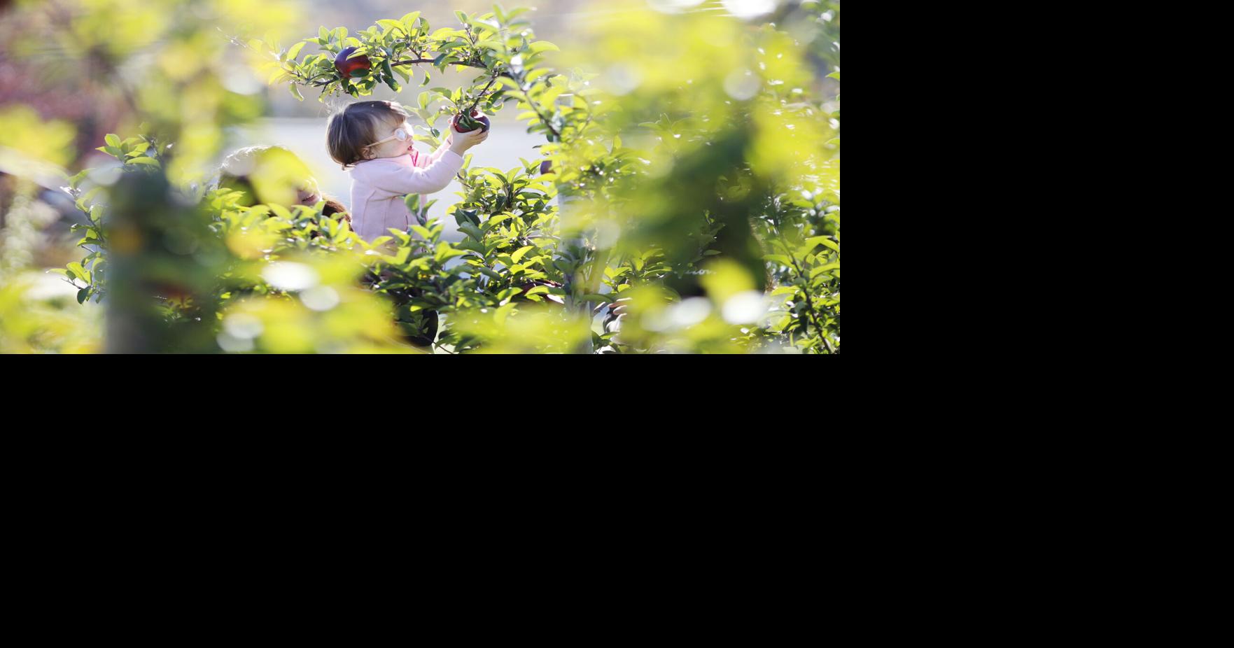 Photos Apple picking at Jaeschke's Orchard Multimedia
