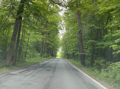 Road with leafy overhang