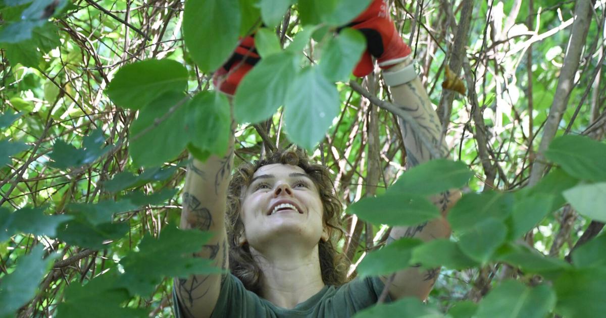Why are people removing hardy kiwi plants at Burbank Park? Volunteers hope it'll make the forest healthier