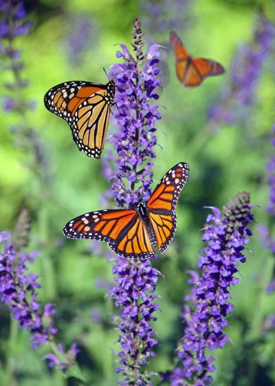 Two butterflies on lavender