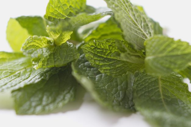 Mint on a table