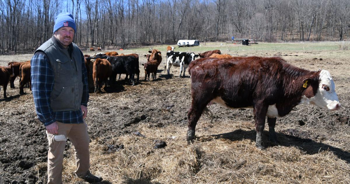 Square Roots Farm in Lanesborough might get a solar array for the cows ...