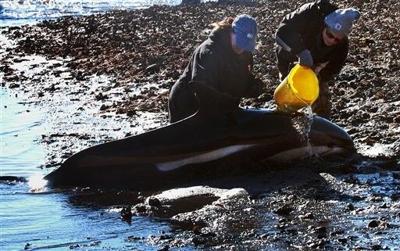 Dolphins strand themselves in Boston Harbor | Archives Dolphins strand themselves in Boston Harbor | Archives