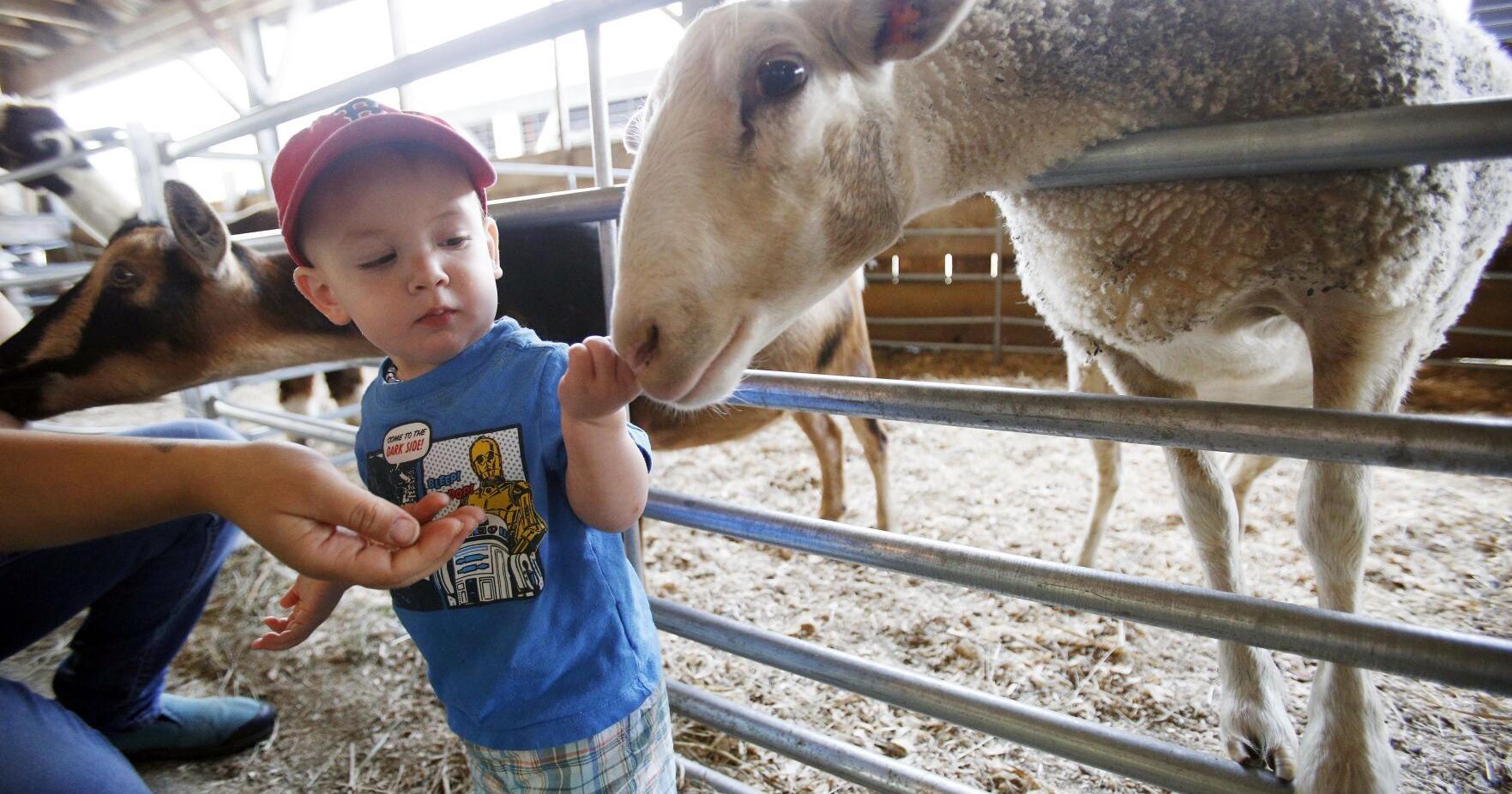 August starts country fair time in the Berkshires | Local News - Vimarsana News