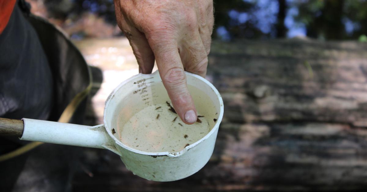 Photo: berkshireeagle.com Cup of bugs (copy)