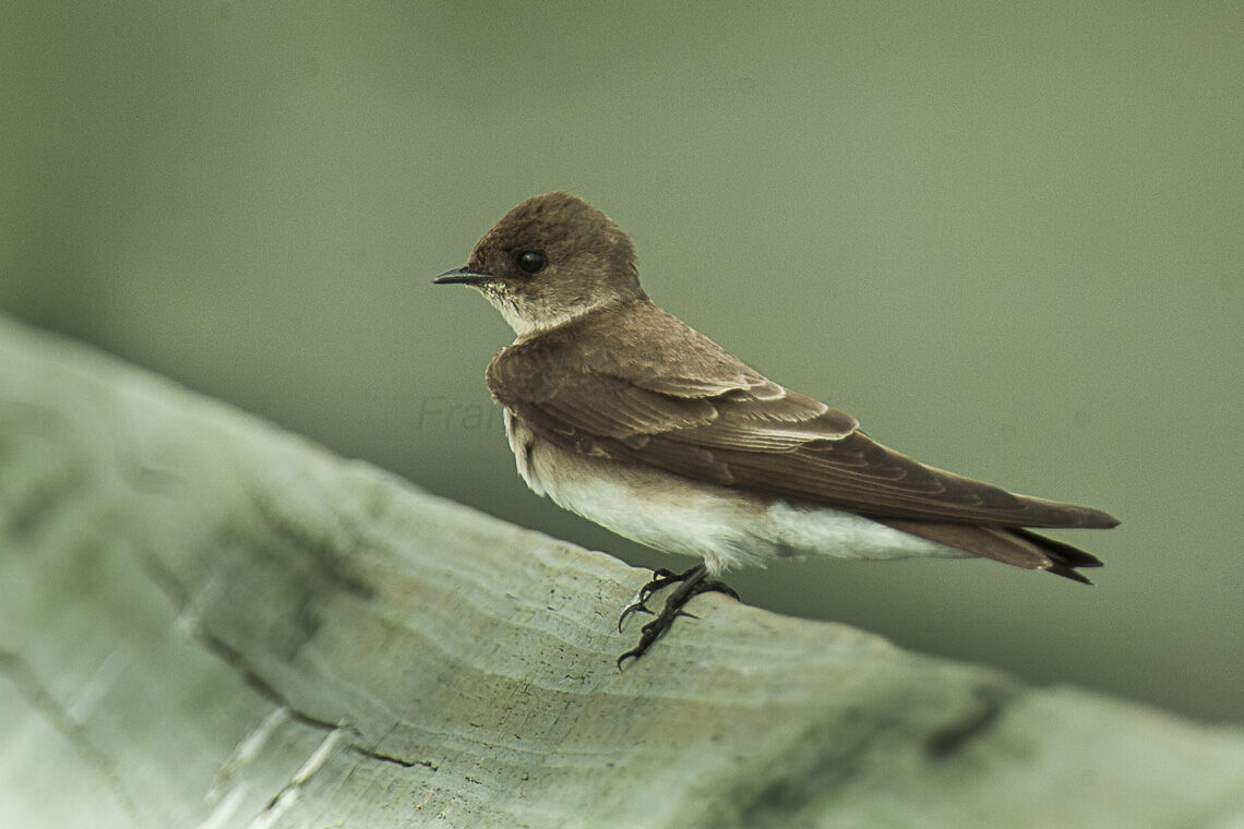 Swallow is a small bird with dark, glossy-blue back, red throat