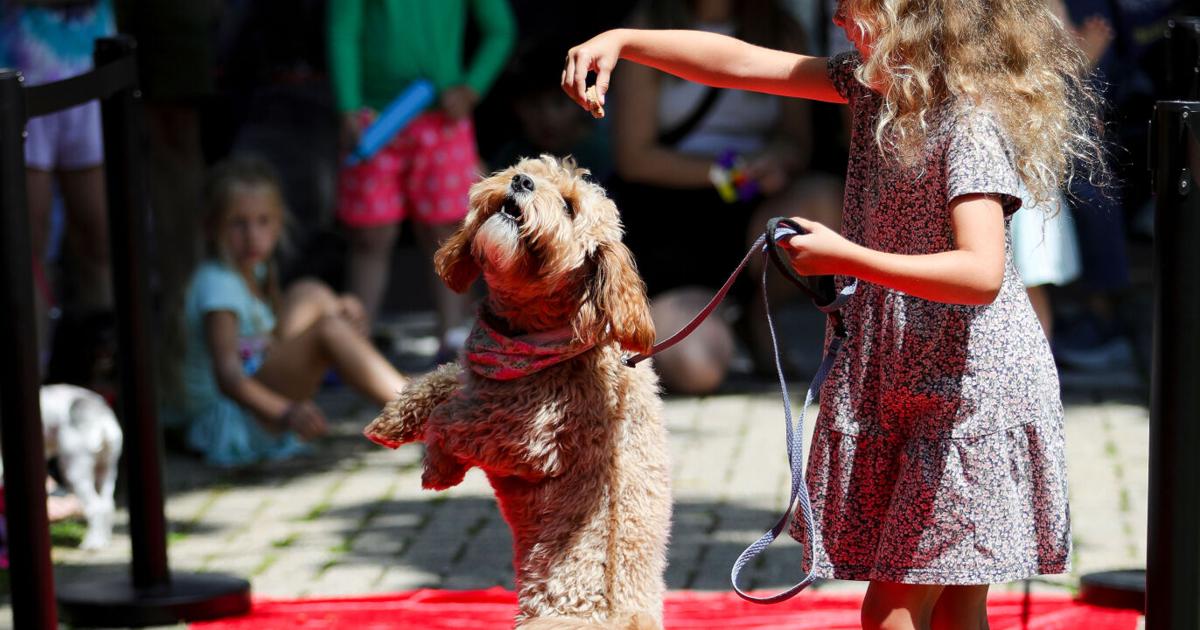 A happy tail: They came ready to wag at Stockbridge Library's dog show