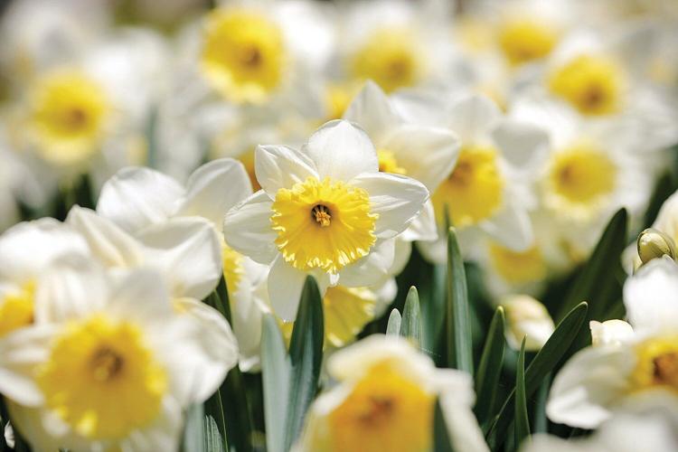 Bring home a part of Naumkeag's Daffodil and Tulip Festival Arts And Culture