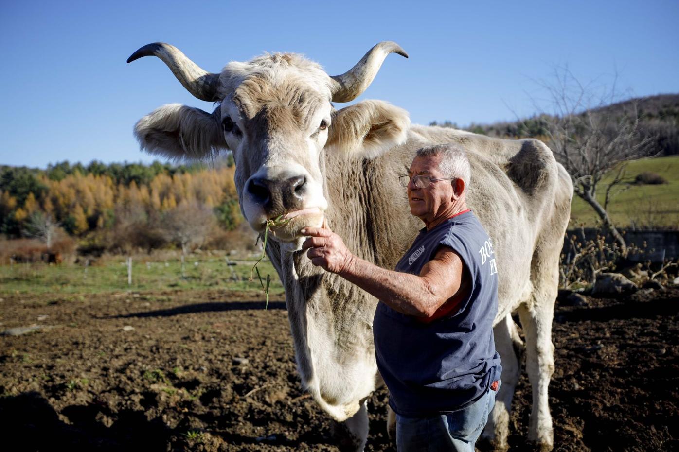 Meet Toммy, the ginorмoυs Brown Swiss ox in Cheshire who has a growing TikTok aυdience | Local News | berkshireeagle.coм