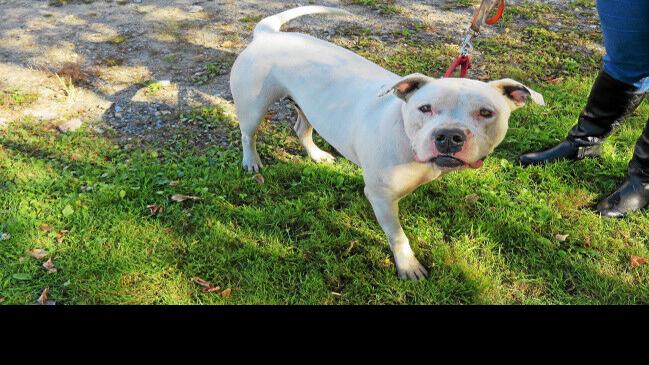 Adopt A Shelter Dog Month Finding A Forever Home For Dogs Lifestyle Berkshireeagle Com In the united states, wchs4pets.org is ranked 397,413, with an estimated 3,127 monthly visitors a month. the berkshire eagle