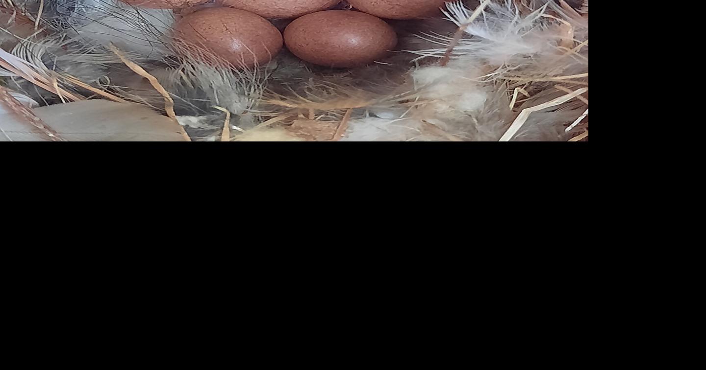 A clutch of eggs in a house wren nest