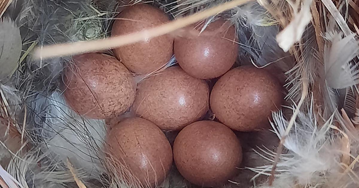 A clutch of eggs in a house wren nest
