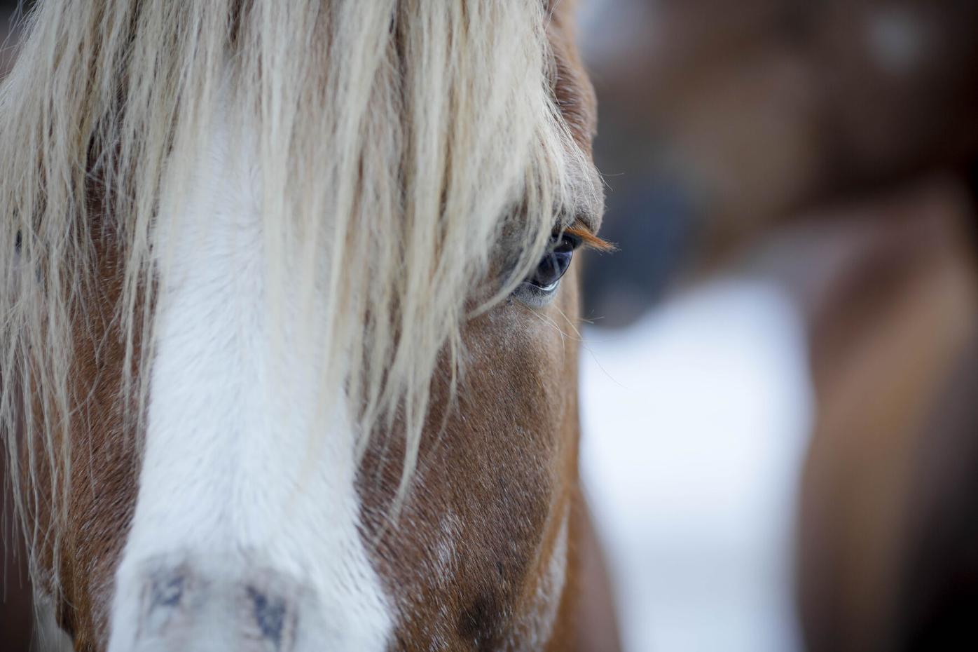 draft horse with hair over its eyes