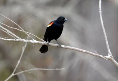 Bird perching on winter branch