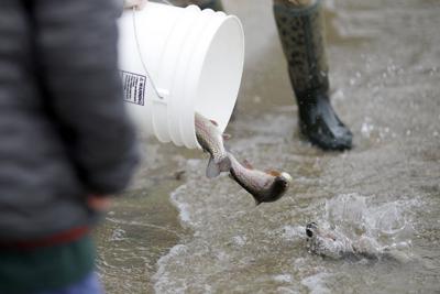 releasing bucket of trout