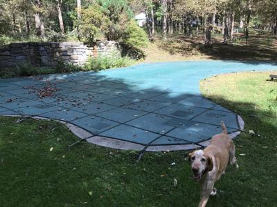 Dog and covered pool