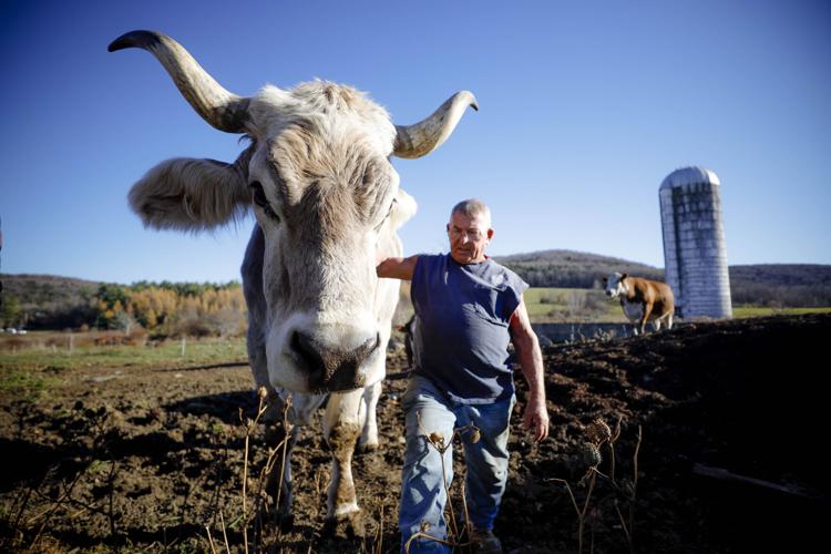 tommy the ox and farmer fred balawender walk on farm